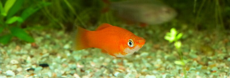 Hybride Platy Xipho