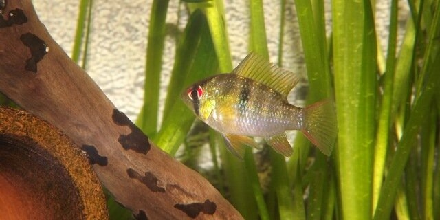 Ramirezi sauvage