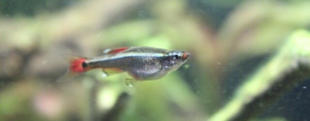 Un poisson trop glouton