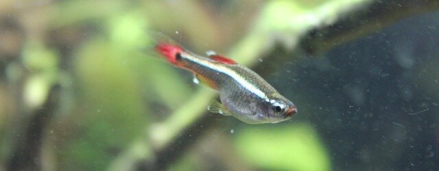 Dimorphisme sexuel du Tanichthys albonubes