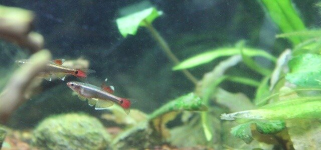 Reproduction du Tanichthys albonubes