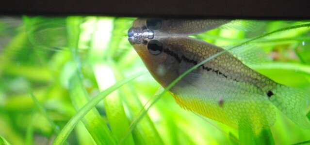 Nid de bulle d'un Gourami mâle