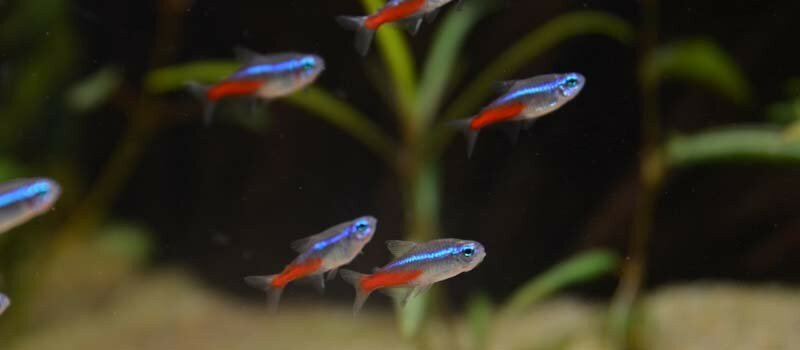 Banc de poissons néons