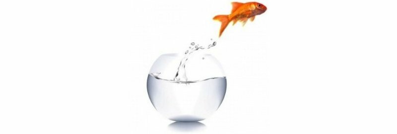 Bocal à poisson rouge