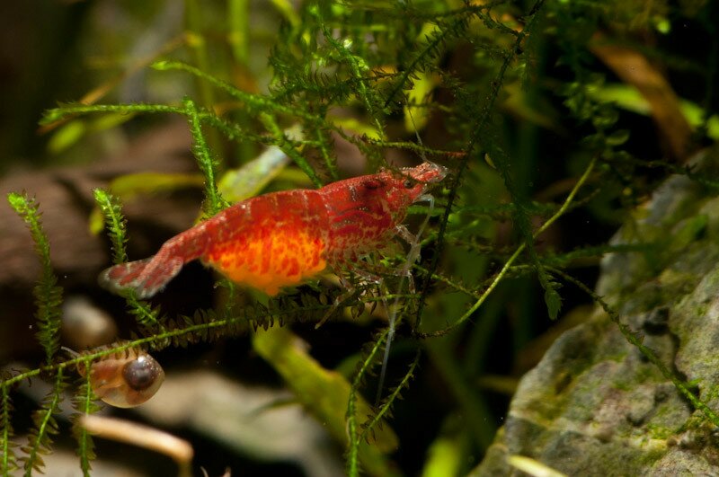 Red Cherry grainée