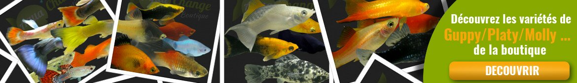 achat de guppy platy molly