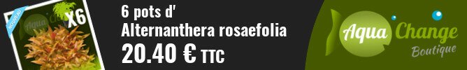vente en ligne d'Alternanthera rosaefolia
