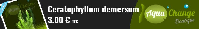vente en ligne de Ceratophyllum demersum