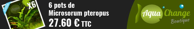 vente en ligne de Microsorum pteropus
