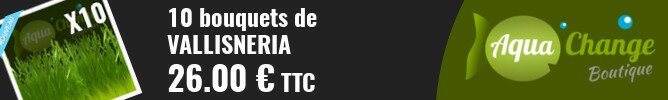 vente en ligne de Vallisneria