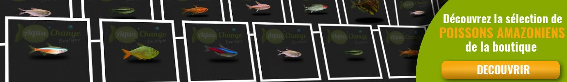 Achat en ligne de poisson amazonien