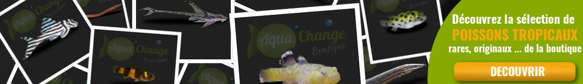 VPC de poissons d'aquarium