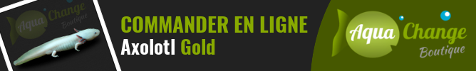 Vente en ligne d'Axolotl Gold (Ambystoma mexicanum)