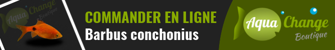Vente en ligne de Puntius conchonius