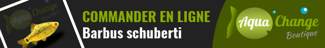 Vente en ligne de Barbus schuberti (Puntius semifasciolatus)