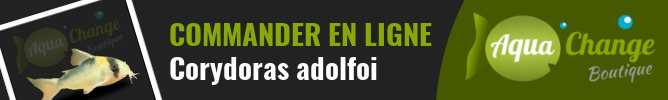 Vente en ligne de Corydoras adolfoi