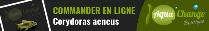Vente en ligne de Corydoras aeneus