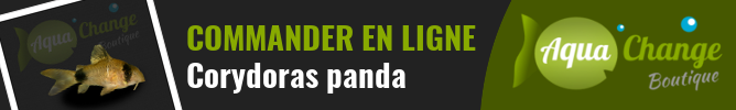Vente en ligne de Corydoras Panda