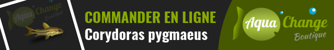 Vente en ligne de Corydoras pygmaeus
