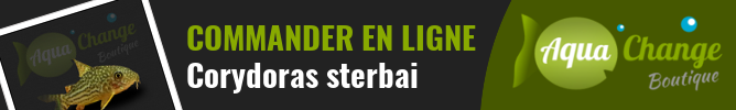 Vente en ligne de Corydoras sterbai