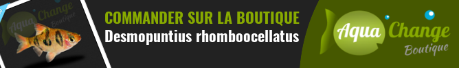 Achat en ligne de Desmopuntius rhomboocellatus