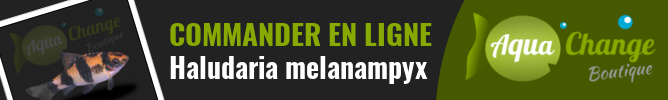 Vente en ligne de barbus panda