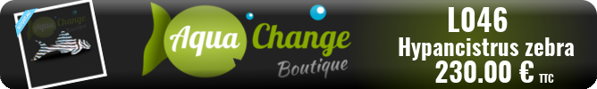 Vente en ligne de L046 Hypancistrus zebra