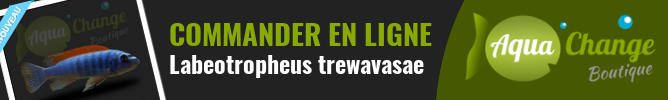 Vente en ligne de Labeotropheus trewavasae