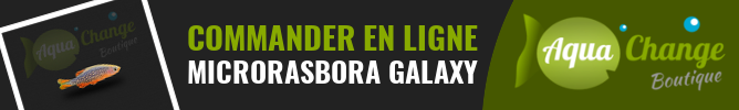 Vente en ligne de Microrasbora Galaxy (Danio Margaritatus)