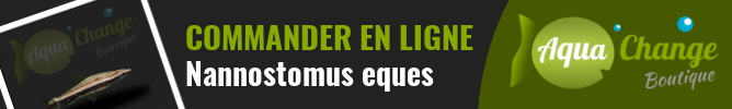 Vente en ligne de Nannostomus eques