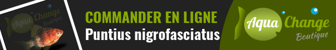 Vente en ligne de Puntius nigrofasciatus