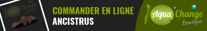 Vente en ligne d'ancistrus