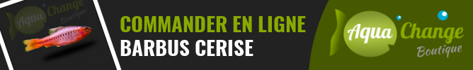 Vente en ligne de Barbus cerise (Puntius titteya)