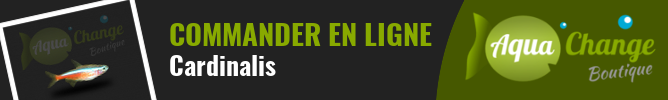 vente en ligne de Cardinalis (Paracheirodon axelrodi)