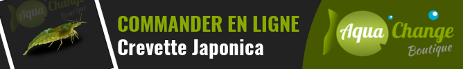 vente en ligne de Crevette Japonica (Caridina multidentata)