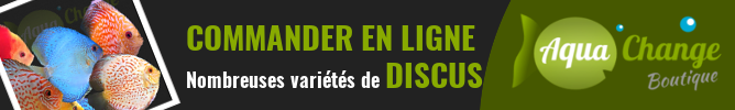Vente en ligne de Discus (variétés de sélection et sauvages)