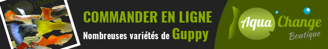 vente en ligne de variétés de guppy