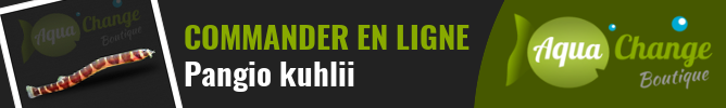 Vente en ligne de Pangio kuhlii