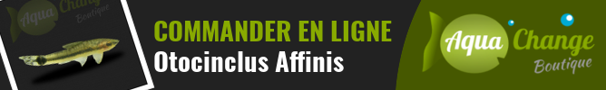 Vente en ligne d'espèces de Macrotocinclus affinis (ex Otocinclus Affinis)