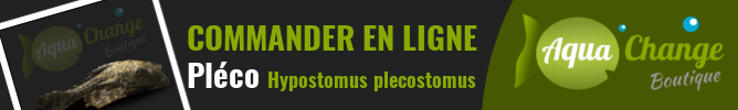 Vente en ligne de Pléco (Hypostomus plecostomus)